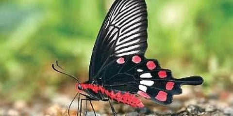 ಸಂಗ್ರಹ ಚಿತ್ರ