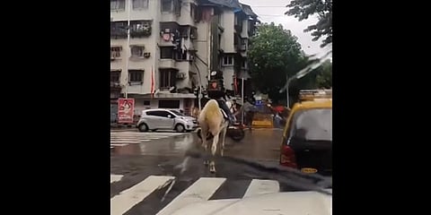 ಕುದುರೆ ಮೇಲೆ ಸ್ವಿಗ್ಗಿ ಬ್ಯಾಗ್ ಧರಿಸಿ ಕುಳಿತಿರುವ ವ್ಯಕ್ತಿ