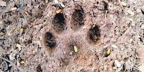 ಚಿರತೆ ಹೆಜ್ಜೆ ಗುರುತು