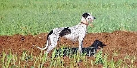 ಮುಧೋಳ ನಾಯಿ