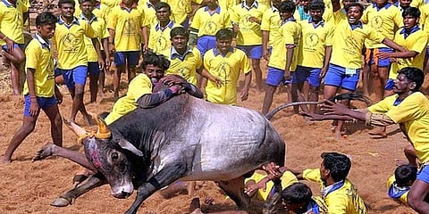 ಜಲ್ಲಿಕಟ್ಟು ಸ್ಪರ್ಧೆಯ ಚಿತ್ರ