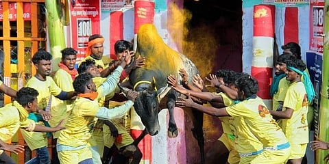 ಜಲ್ಲಿಕಟ್ಟು ಸ್ಪರ್ಧೆ