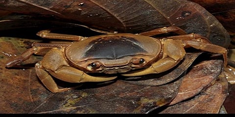 ಪಶ್ಚಿಮ ಘಟ್ಟದಲ್ಲಿ ಕಂಡುಬಂದ ಏಡಿ