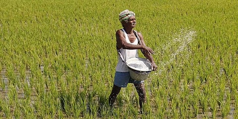Farmers (file pic)