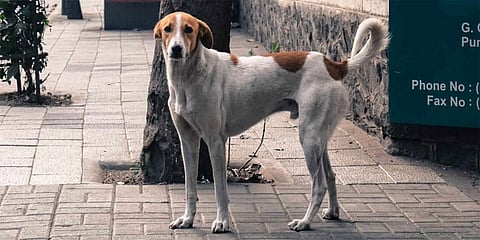 ಮೆಗ್ಗಾನ್ ಆಸ್ಪತ್ರೆ