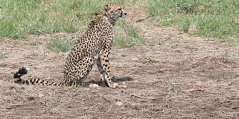 representational image