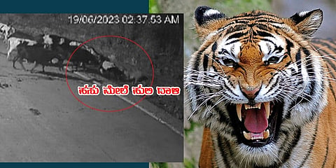ಹಸುವಿನ ಮೇಲೆ ಹುಲಿ ದಾಳಿ