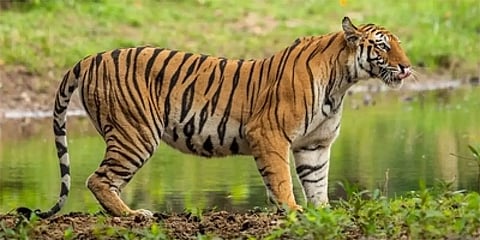 ಸಂಗ್ರಹ ಚಿತ್ರ