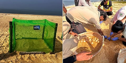 ಆಲಿವ್ ರಿಡ್ಲಿ ಕಡಲಾಮೆ ಗೂಡುಗಳು