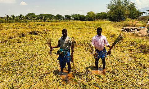 சூறைக்காற்றுடன் பெய்த கனமழை - 400 ஏக்கர் நெற்பயிர்கள் சேதம்