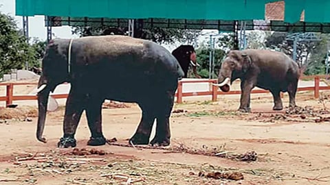 காட்டு யானைகள் அட்டகாசம்: தமிழக-ஆந்திர எல்லையில் கும்கி யானைகள் நிறுத்திவைப்பு