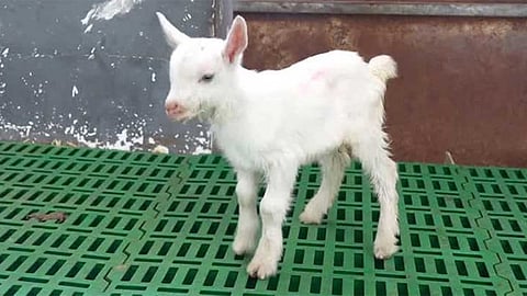 குளோனிங் முறையில் உருவாக்கப்பட்ட 6 ஆடுகள் - சீனா சாதனை