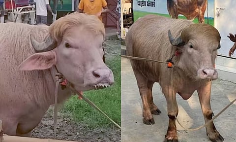 வங்கதேசத்தில் வைரலான 'டொனால்டு டிரம்ப்', 'நேதன்யாகு' பெயரிலான எருமை மாடுகள்!