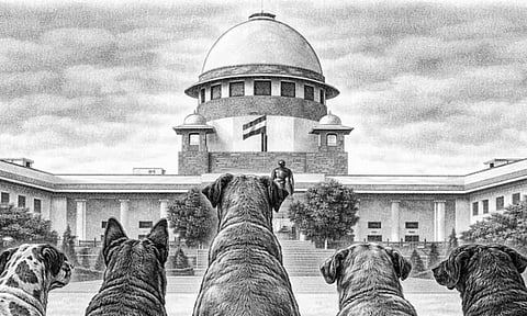 ‘தேவைப்பட்டால் கருணைக்கொலை செய்யுங்கள்’ - தெருநாய்கள் வழக்கில் உச்ச நீதிமன்றம் உத்தரவு