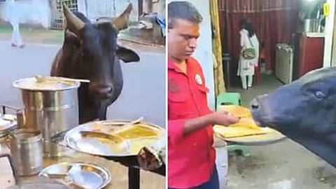 VIDEO: கடை தேடி வரும் மாட்டுக்கு தினந்தோறும் தோசை சுட்டு கொடுக்கும் உரிமையாளர்