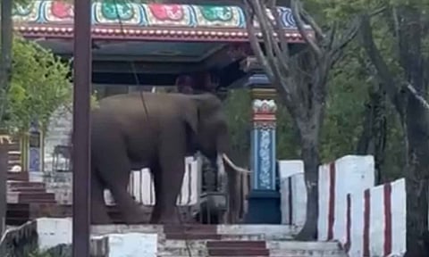 காட்டு யானை