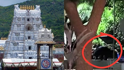 திருப்பதி மலை பாதையில் கரடி - அதிர்ச்சியில் பக்தர்கள்