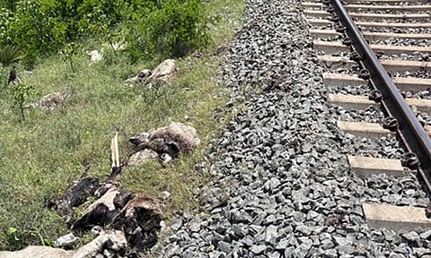 goats killed