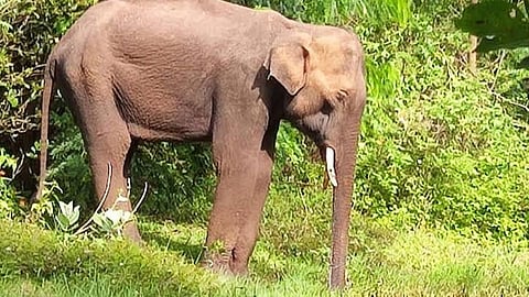 ஒற்றை யானை