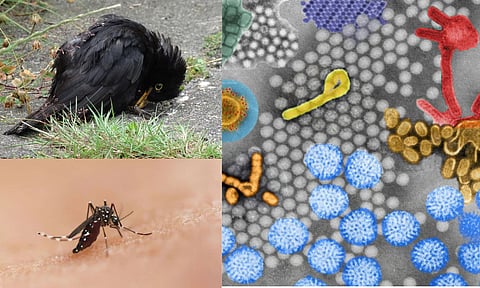 Usutu Virus Alert