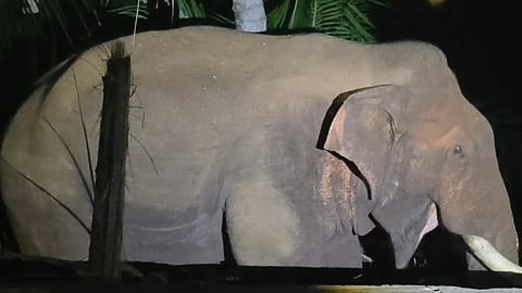 bahubali elephant