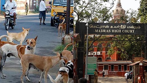 தெருநாய்களை கட்டுப்படுத்துவது குறித்து அறிக்கை- இருமாநில அரசுகளுக்கு ஐகோர்ட் உத்தரவு