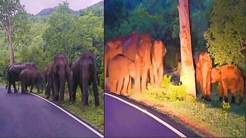 Elephants