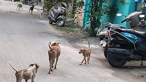 dogs