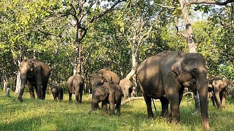 Elephants