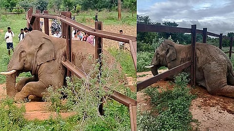 Elephant