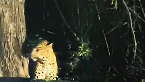 Leopard