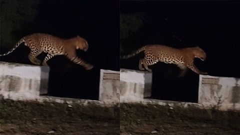 Leopard