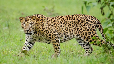 Leopard