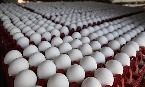 Egg prices hits