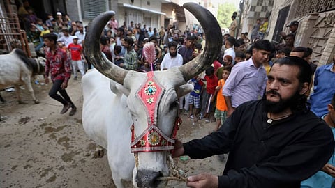Supreme Court stays Madras High Court order on Tamil Nadu cow slaughter ban