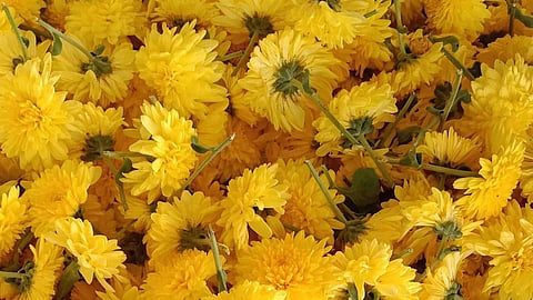 சாமந்தி பூ