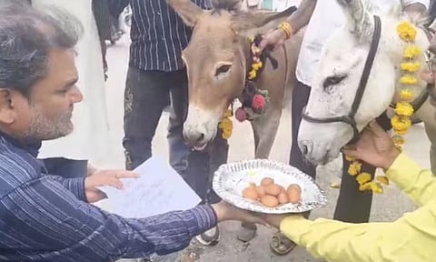 கழுதைகளுக்கு குலாப் ஜாமூன்