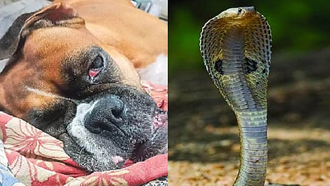 Dog - Snake