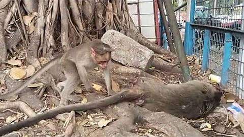 Monkeys