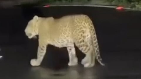 Leopard