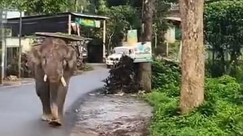 காட்டு யானை