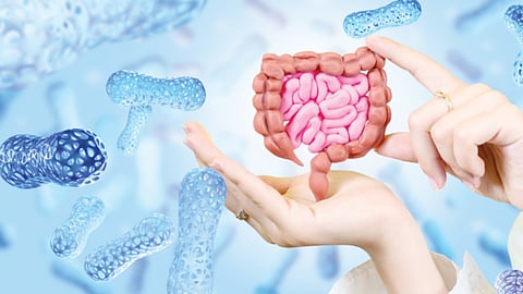 intestine