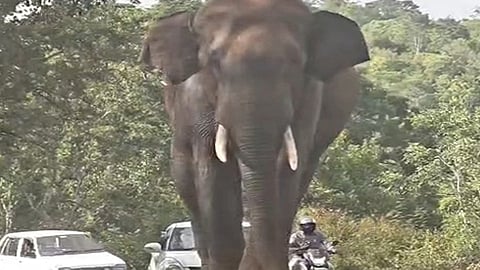தாளவாடியில் வாகனங்களை வழிமறித்து சாலையில் உலா வந்த ஒற்றை யானை