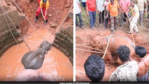 Odisha Elephant Rescue