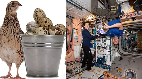 NASA Quail Egg Experiment
