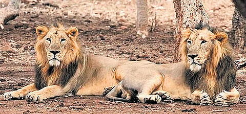 Gujarat loses 62 lions in 2026