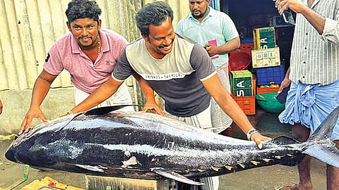 Tuna caught in fisherman