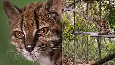 Leopardus tilcayo