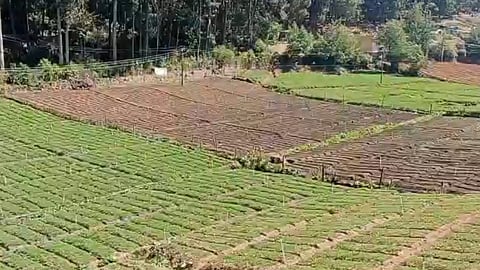 ‘எல்நினோ’ தாக்கத்தால் காய்கறிகள் கருகும் அபாயம்- விவசாயிகள் கவலை