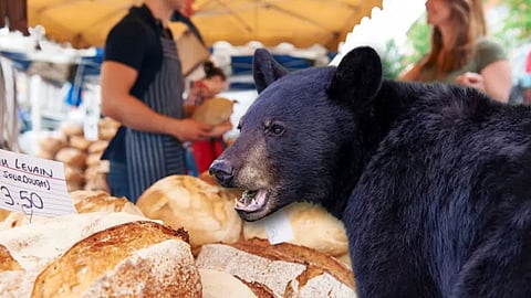 bear